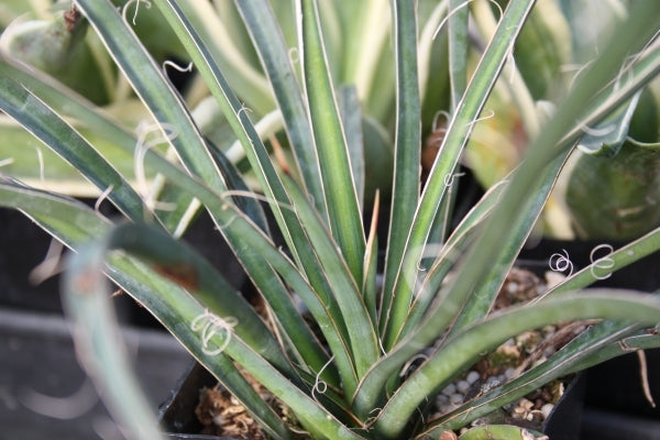 Image of Yucca potosina|Juniper Level Botanic Gdn, NC|JLBG