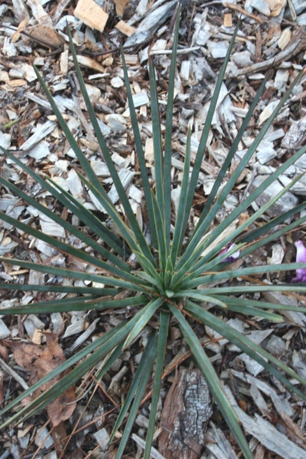Image of Yucca queretaroensis||