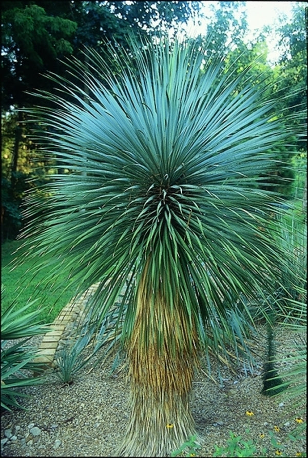 Image of Yucca rostrata|Peckerwood Gdn, TX|