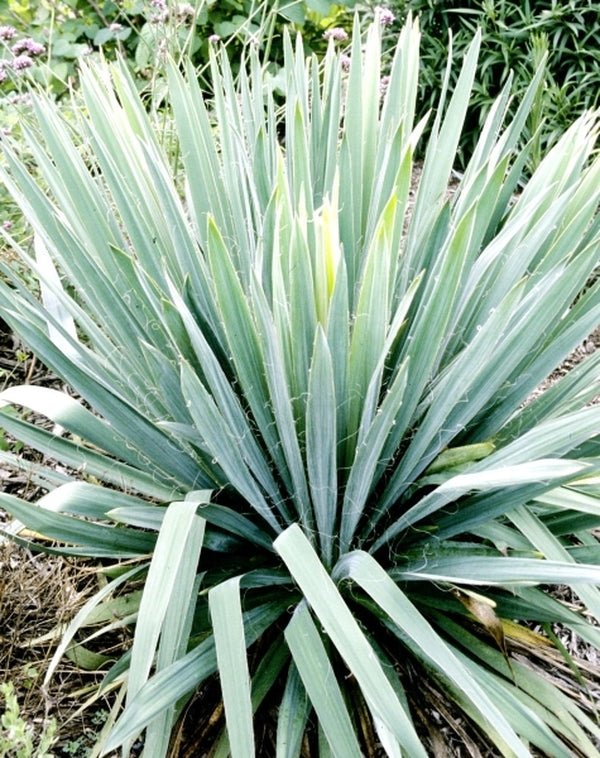 Image of Yucca smalliana var. maximataken at Juniper Level Botanic Gdn, NC by JLBG