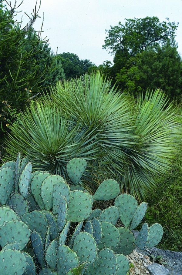 Image of Yucca thompsoniana|B. Bothe Gdn, TX|