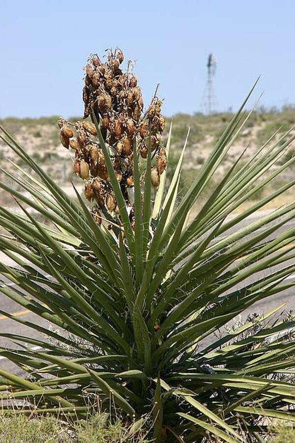 Image of Yucca torreyi coll. #D28-12|In Situ Dryden Texas|W. Roitsch
