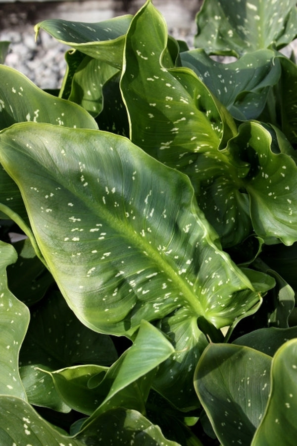 Image of Zantedeschia aethiopica 'Hercules'taken at Juniper Level Botanic Gdn, NC by JLBG