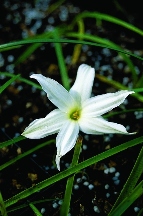 Image of x Zephybranthus 'Norma Pearl'|Juniper Level Botanic Gdn, NC|JLBG