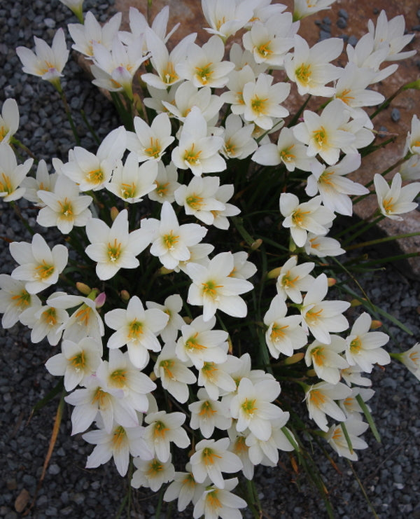 Image of Zephyranthes 'Aquarius'taken at Juniper Level Botanic Gdn, NC by JLBG
