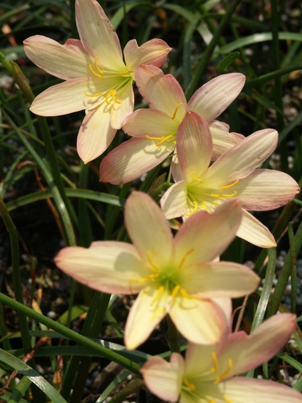 Image of Zephyranthes 'Bali Beauty'taken at Juniper Level Botanic Gdn, NC by JLBG