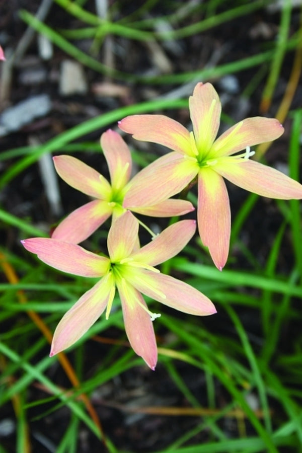 Image of Zephyranthes 'Bangkok Peach'taken at Juniper Level Botanic Gdn, NC by JLBG