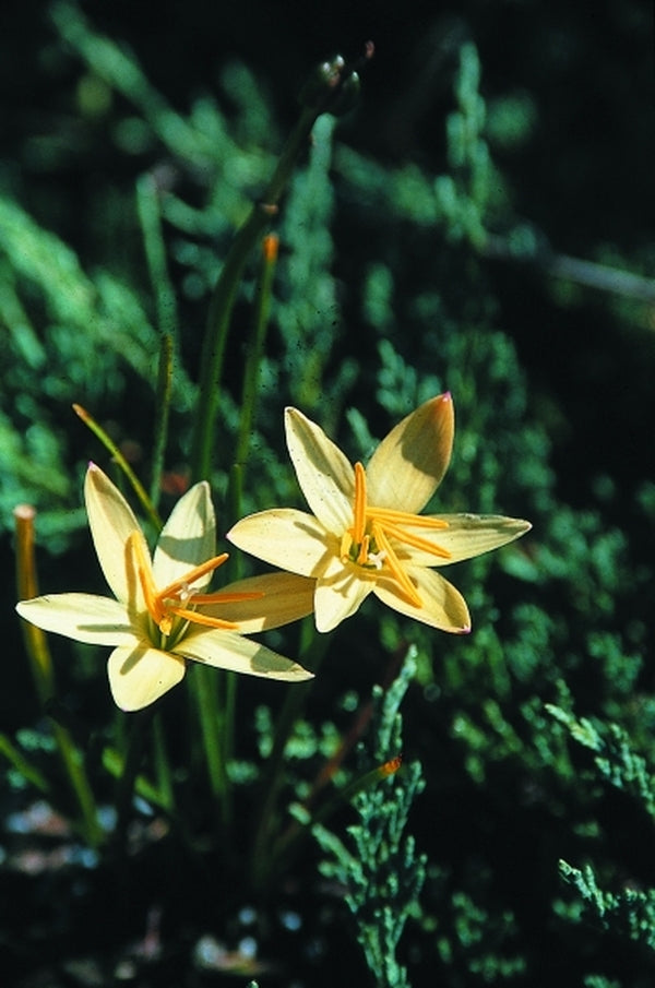 Image of Zephyranthes 'Bangkok Yellow'taken at Juniper Level Botanic Gdn, NC by JLBG