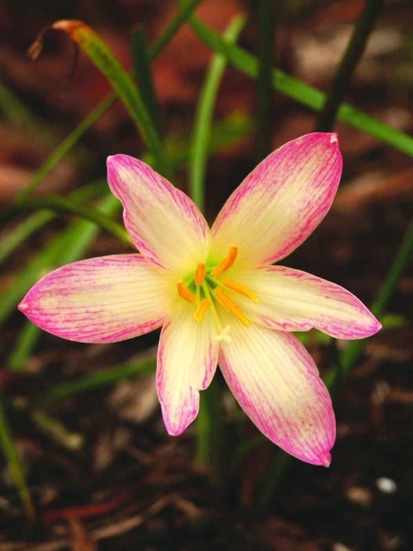 Image of Zephyranthes 'Fantasy Island'taken at Juniper Level Botanic Gdn, NC by JLBG