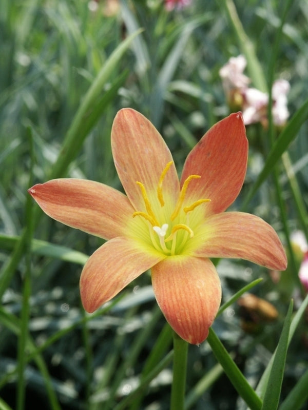 Image of Zephyranthes 'Java'taken at Juniper Level Botanic Gdn, NC by JLBG