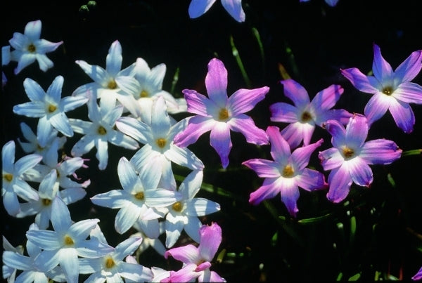 Image of Zephyranthes 'La Bufa Rosa'taken at Yucca Do Nursery, TX by C. Schoenfeld