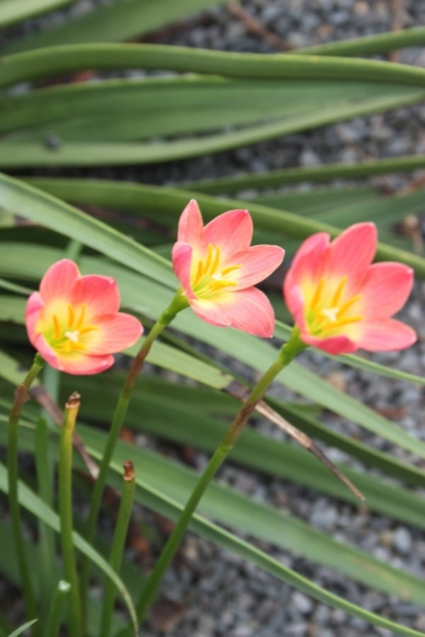 Image of Zephyranthes 'Paul Niemi'taken at Juniper Level Botanic Gdn, NC by JLBG