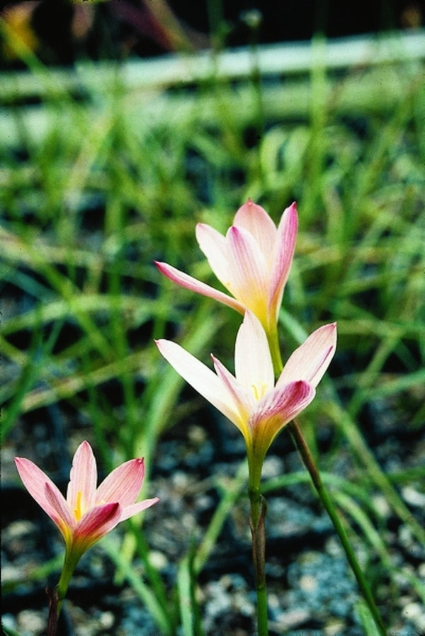 Image of Zephyranthes 'Sunset'|Juniper Level Botanic Gdn, NC|JLBG