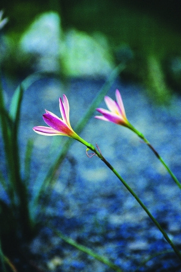 Image of Zephyranthes 'Sunset'|Juniper Level Botanic Gdn, NC|JLBG