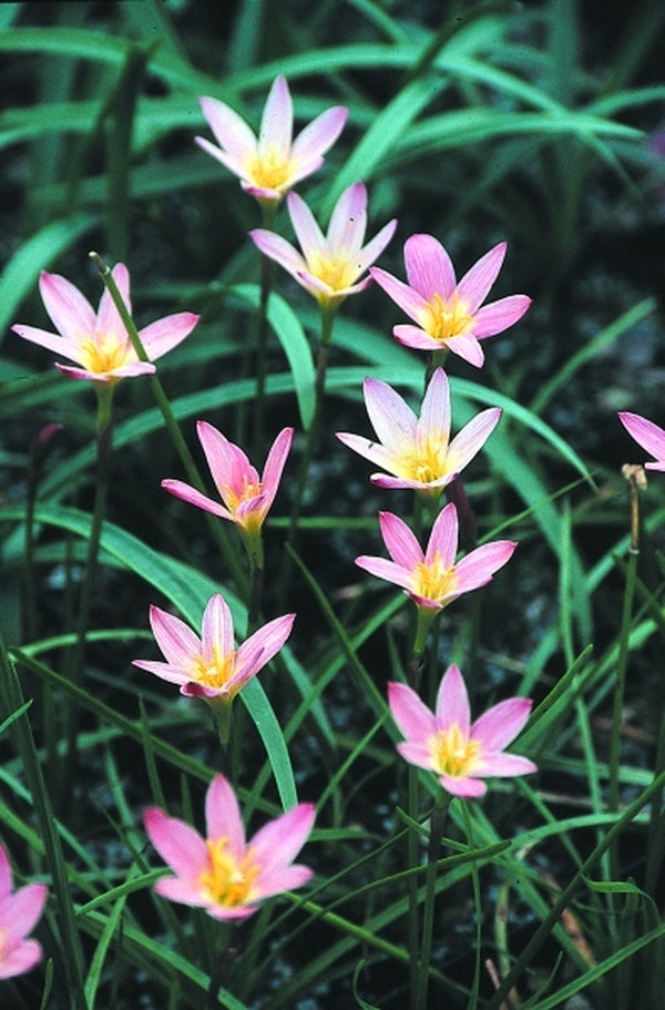 Image of Zephyranthes 'Sunset'|Juniper Level Botanic Gdn, NC|JLBG