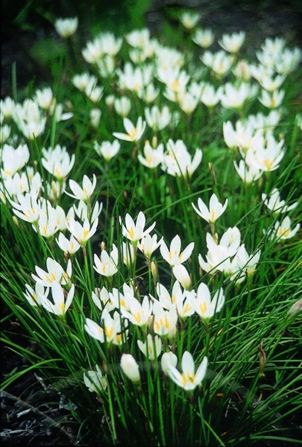 Image of Zephyranthes candida|Juniper Level Botanic Gdn, NC|JLBG
