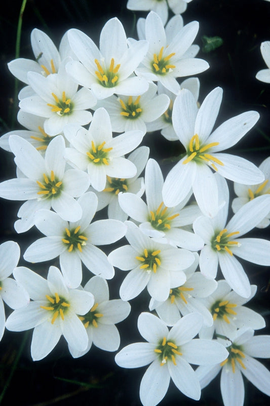 Image of Zephyranthes candida||