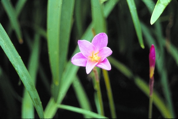 Image of Zephyranthes macrosiphon|Juniper Level Botanic Gdn, NC|JLBG