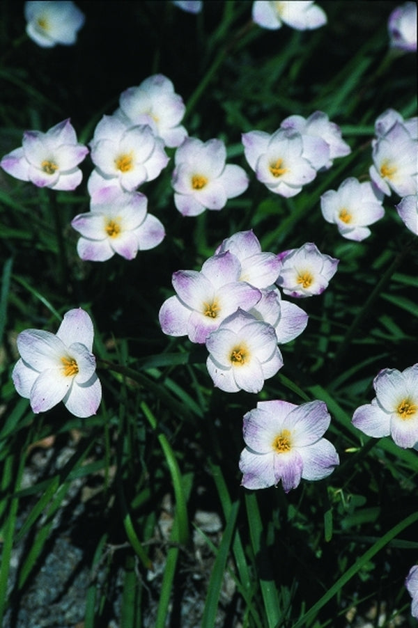 Image of Zephyranthes morrisclintii 'Redneck Romance'|Juniper Level Botanic Gdn, NC|JLBG