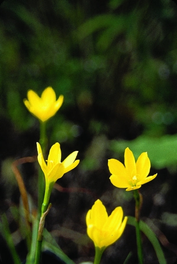 Image of Zephyranthes refugiensis|Juniper Level Botanic Gdn, NC|JLBG