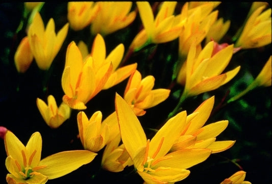 Image of Zephyranthes reginae|Yucca Do Nursery, TX|C. Schoenfeld