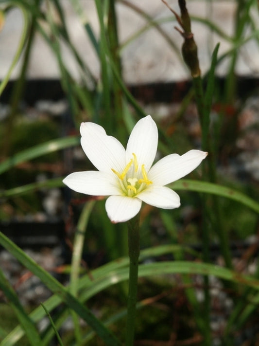 Image of Zephyranthes verecunda|Juniper Level Botanic Gdn, NC|JLBG